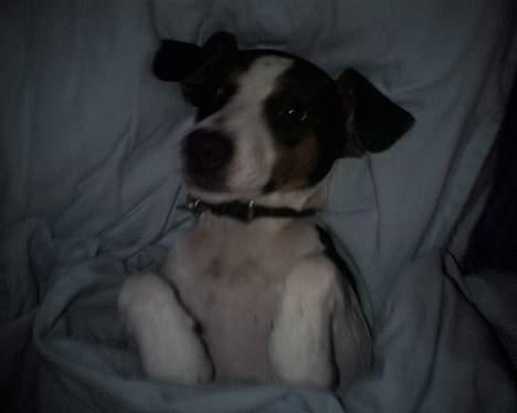 Dansk svensk gaardhund - Coco billede 6