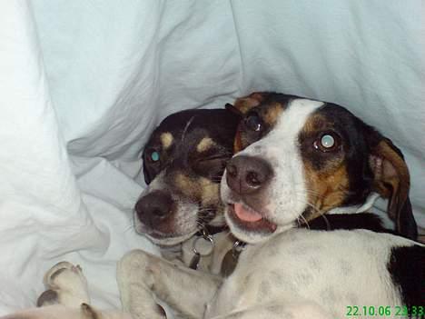 Dansk svensk gaardhund - Coco - Jeg må ærligt indrømme at dette er det grimmeste billede jeg endnu har set af de to tøser billede 7