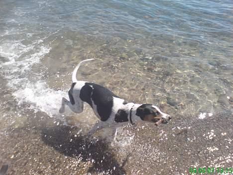 Dansk svensk gaardhund - Coco billede 8