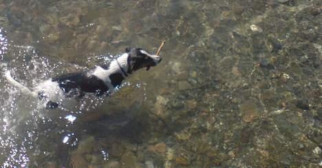 Dansk svensk gaardhund - Coco billede 9