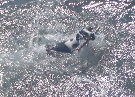 Dansk svensk gaardhund - Coco billede 10