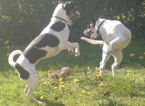 Dansk svensk gaardhund - Coco - Kamphunde bliver I nok aldrig, tøser... billede 11