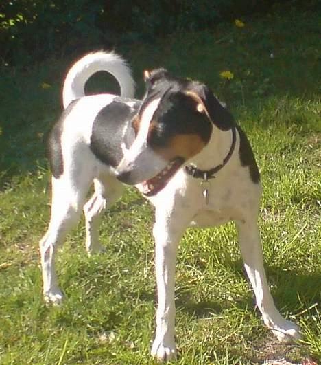 Dansk svensk gaardhund - Coco billede 12