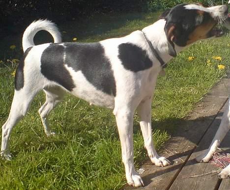 Dansk svensk gaardhund - Coco billede 13