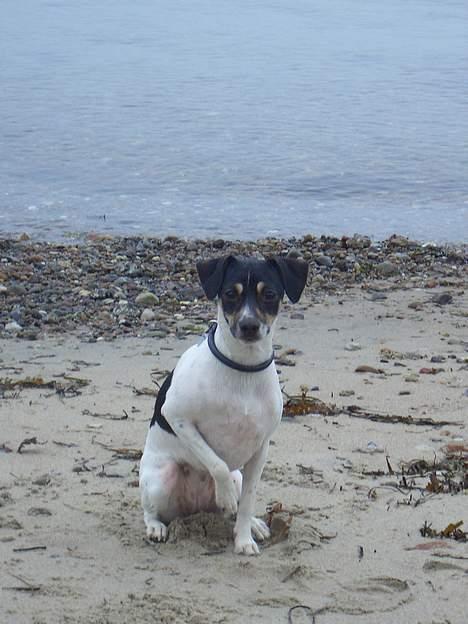 Dansk svensk gaardhund - Freja "Futte" billede 12