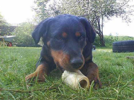 Blanding af racer Sussie R.I.P.  - *NYT* det er min knogle.. tror du ik på mig? :) billede 17