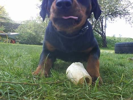 Blanding af racer Sussie R.I.P.  - *NYT* HA!! du fik det ik :p billede 18