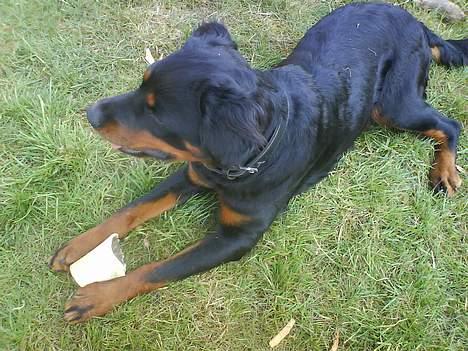 Blanding af racer Sussie R.I.P.  - *NYT* passer godt på mit ben - bølle er liiige derover :)  billede 19