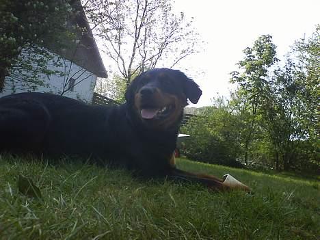 Blanding af racer Sussie R.I.P.  - *NYT* jeg føler mig smuk.. og det er jeg oz :)  billede 20