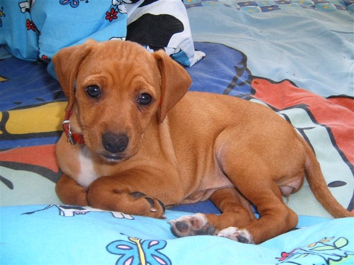 Blanding af racer Gucci - åhh er jeg ikke dejlig? billede 1