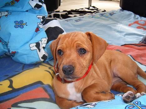 Blanding af racer Gucci - Se lige ordenlig på mig! billede 2