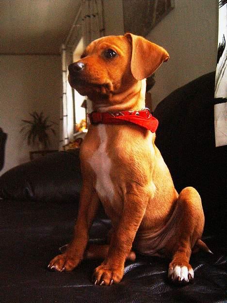 Blanding af racer Gucci - BIG BOSS  billede 3