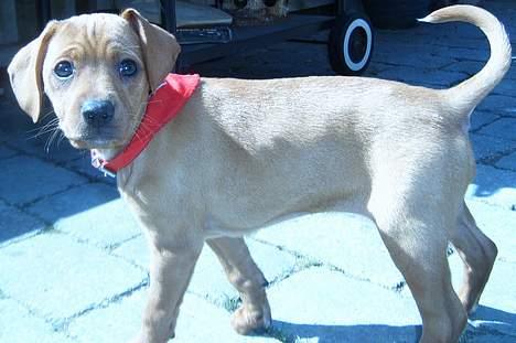 Blanding af racer Gucci - Vores lille søde >Smukke hund! billede 4