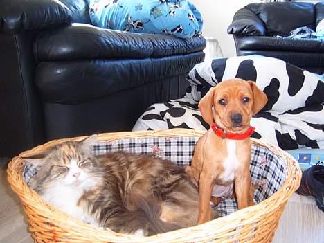 Blanding af racer Gucci - Gucci og Monse sammen! billede 5