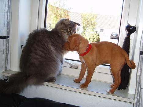 Blanding af racer Gucci - Gucci og Diablo sammen! billede 6