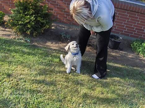 Blanding af racer Balder - kan godt side pænt billede 4