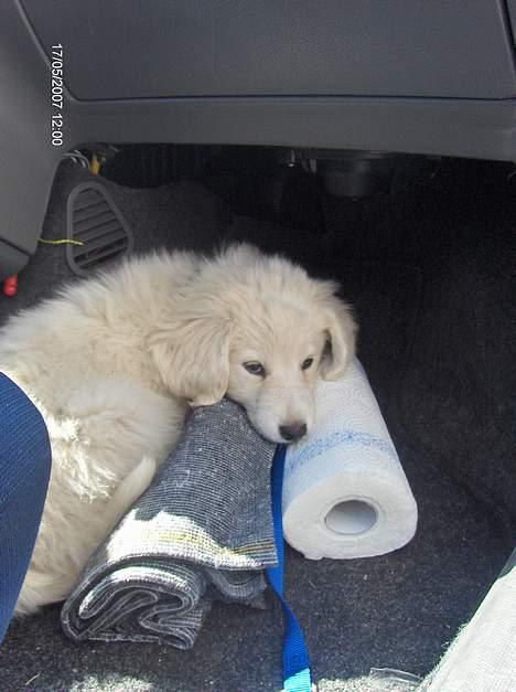 Blanding af racer Balder - god til at kører i bil billede 5