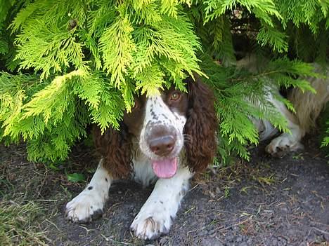 Engelsk springer spaniel Møffe billede 1