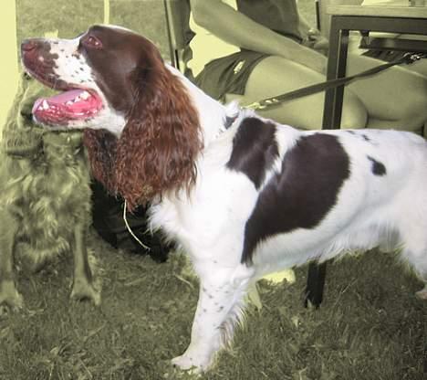 Engelsk springer spaniel Møffe billede 2