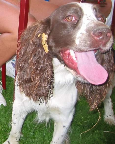Engelsk springer spaniel Møffe billede 3