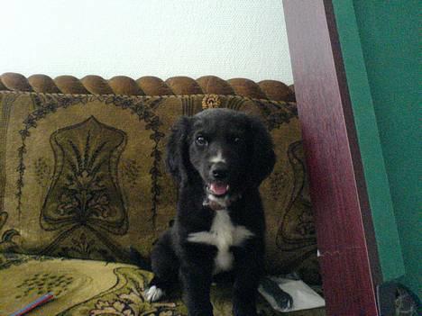 Blanding af racer Rocky - Hej jeg hedder Rocky! Er jeg ikke sød??? billede 1