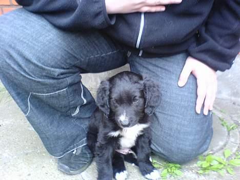 Blanding af racer Rocky - Her er jeg lige kommet hjem til min nye mor og far.  billede 2