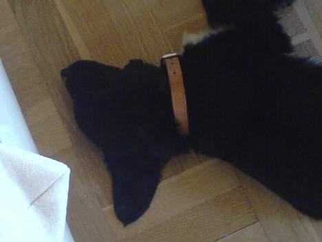 Blanding af racer Rocky - Ta´r lige en slapper! billede 3