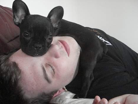 Fransk bulldog Pølle billede 9