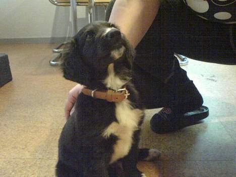 Blanding af racer Rocky - Skønt at blive kælet for.  billede 4