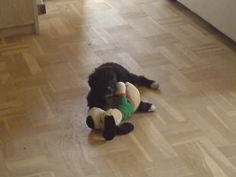 Blanding af racer Rocky - Mig og bamse billede 5