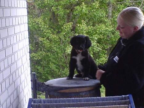 Blanding af racer Rocky - Her vogter jeg :-) billede 6