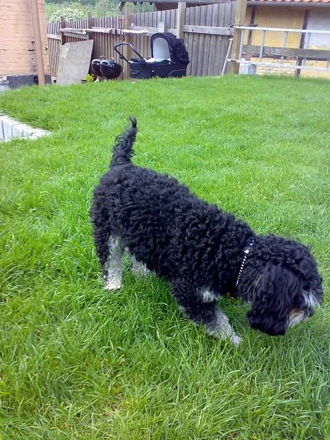 Blanding af racer Simba [Mor & Far's] - hmm, mon der gemmer sig nogle guffer i græsset? billede 9