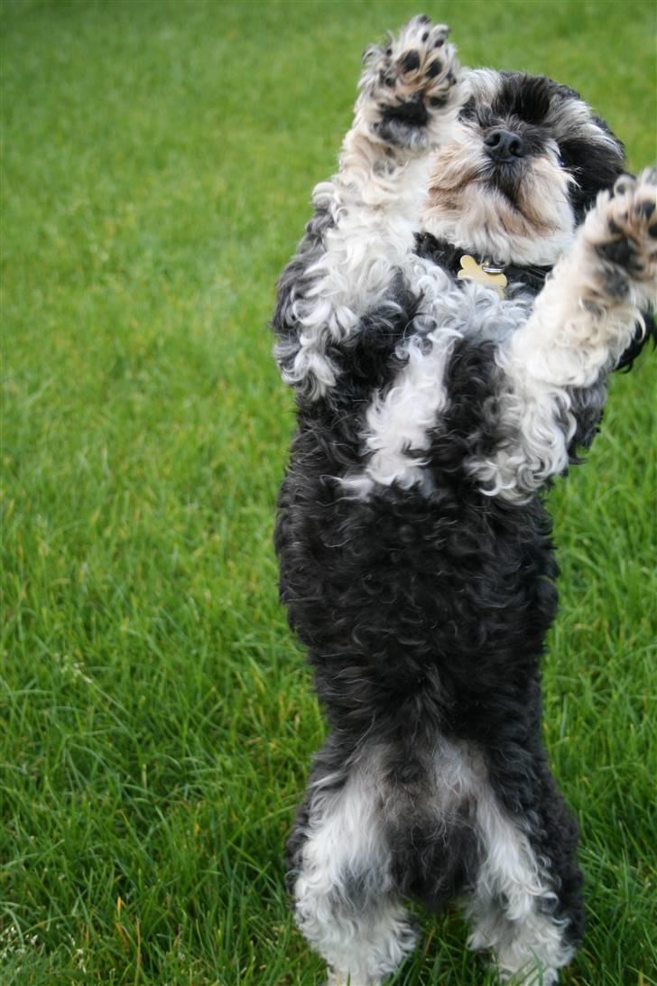 Blanding af racer Simba [Mor & Far's] - NP foto billede 10