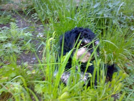 Blanding af racer Simba [Mor & Far's] - Simba lege i det høje græs . ( som egentlig ikke er særlig højt ;p ) billede 11