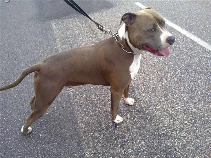 Amerikansk staffordshire terrier Aico R.I.P - Aico ude og gå en tur.. billede 6