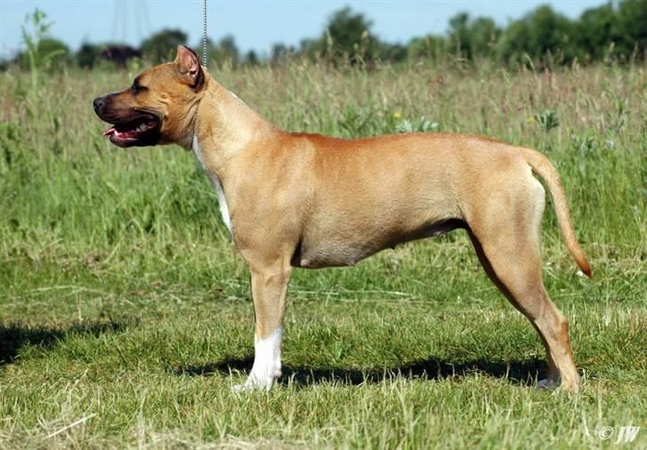 Amerikansk staffordshire terrier Frida - Frida kan stå 11 måneder billede 1