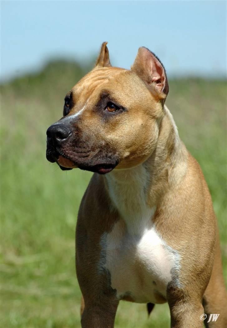 Amerikansk staffordshire terrier Frida - Frida 11 måneder billede 2