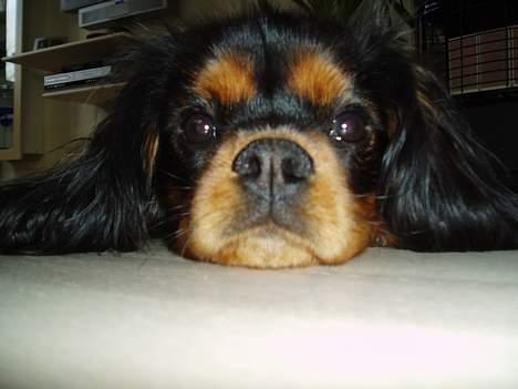 Cavalier king charles spaniel Chili billede 13