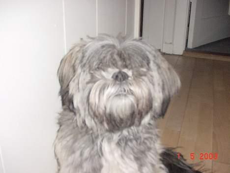 Lhasa apso Joy - Hvem sagde "Basserne" ??  billede 6