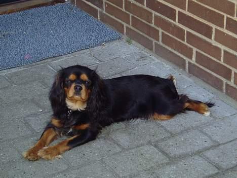 Cavalier king charles spaniel Chili billede 14