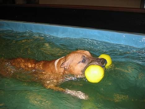 Amerikansk staffordshire terrier Frida - Frida i svømmehallen billede 3