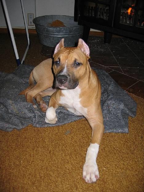 Amerikansk staffordshire terrier Frida - Frida foran pejsen billede 4