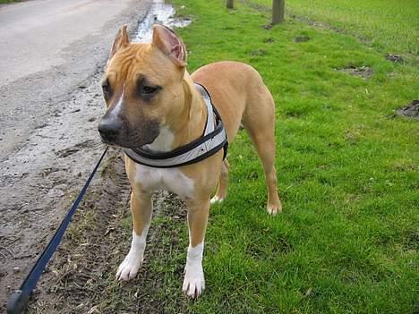 Amerikansk staffordshire terrier Frida - Frida 6 måneder billede 5