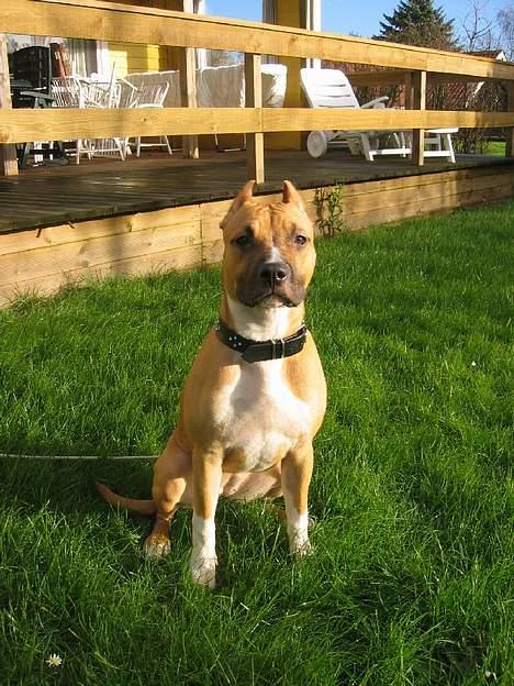 Amerikansk staffordshire terrier Frida - Se mig lige.. billede 6