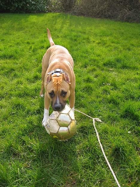 Amerikansk staffordshire terrier Frida - Elsker at lege med bolde billede 7