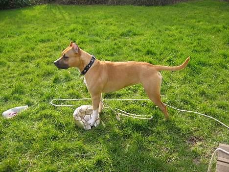 Amerikansk staffordshire terrier Frida - Hvad var det? billede 8