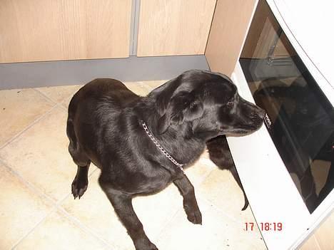 Labrador retriever bella - hey far tror du ikke snart maden har fået nok? billede 3