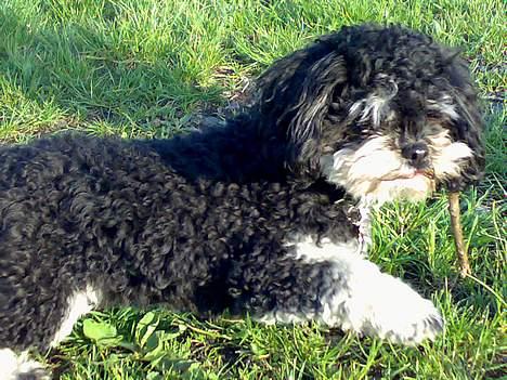 Blanding af racer Simba [Mor & Far's] - Simba i sommersolen  billede 12