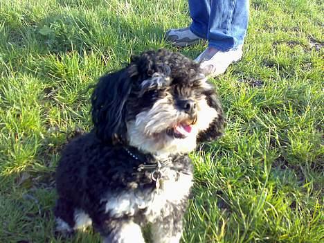 Blanding af racer Simba [Mor & Far's] - Skønne lille bamse .  billede 13