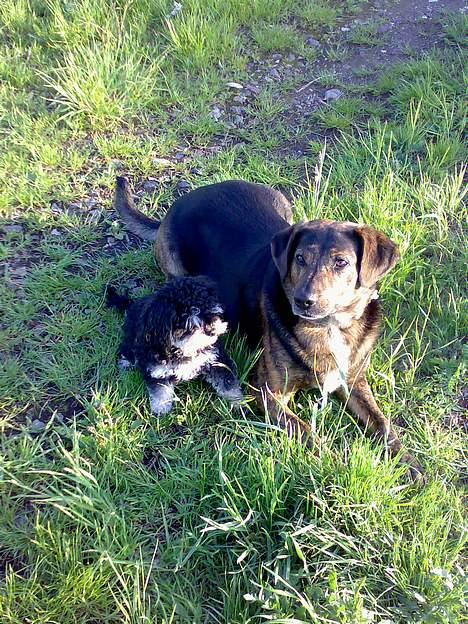 Blanding af racer Simba [Mor & Far's] - min to skønheder  billede 14